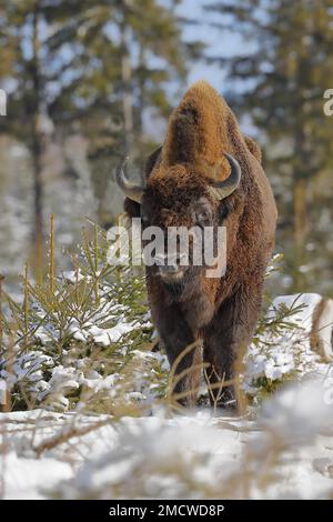 Bisonte, bisonte europeo (Bison bonasus), in inverno, in piedi in una radura nevosa, Rothaarsteig, Rothaargebirge, Renania settentrionale-Vestfalia, Germania Foto Stock