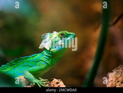 Ritratto di basilisk (Basiliscus plumifrons), simile a Iguana, basilisk con piume, cattività in America Centrale, Zoo di Basilea, Svizzera Foto Stock