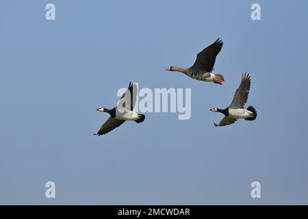 Barnacle oche (Branta leucopsis) e maggiore oca bianca (Anser albifrons), volo, foto di volo, Bieslicher Insel, basso Reno, Nord Foto Stock