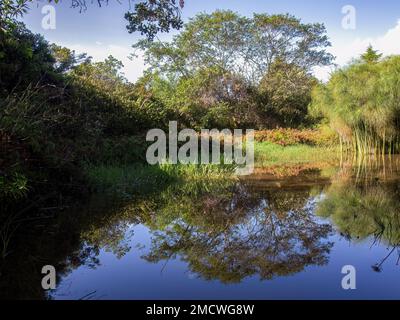 Vista di uno stagno con piante di papiro e qualche altra vegetazione autoctona nelle ore del mattino, in una fattoria vicino alla città coloniale di Villa de Leyva i Foto Stock