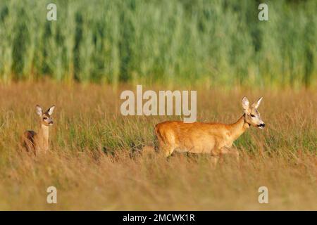 Capriolo (Capreolo capreolo), in piedi su un prato. Foto Stock