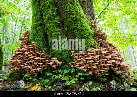 L'armillaria comune solidifica (Armillaria ostoyae), corpi fruttiferi che crescono da un tronco di albero cresciuto con muschio, Parco Nazionale della Foresta Bavarese Foto Stock