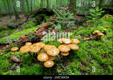 Funghi e giovani abeti d'argento europei (Abies alba) che crescono su un tronco morto di alberi sovrascolato di muschio, Parco Nazionale della Foresta Bavarese, Baviera, Germania Foto Stock