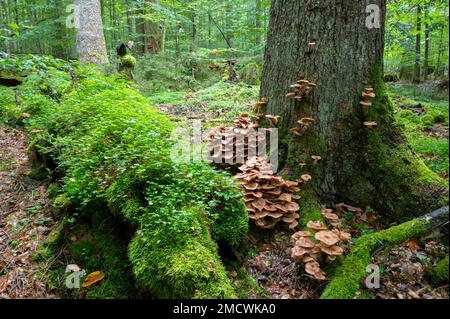 L'armillaria comune solidifica (Armillaria ostoyae), corpi fruttiferi che crescono da un tronco di albero cresciuto con muschio, Parco Nazionale della Foresta Bavarese Foto Stock