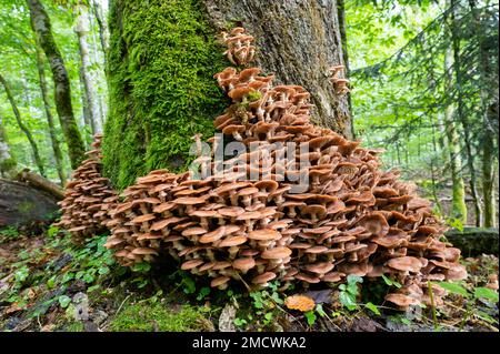 L'armillaria comune solidifica (Armillaria ostoyae), corpi fruttiferi che crescono da un tronco di albero cresciuto con muschio, Parco Nazionale della Foresta Bavarese Foto Stock