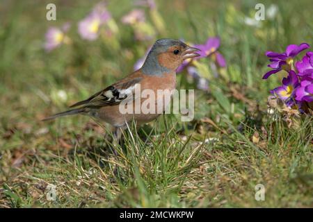 Comune chaffinch (Fringilla coelebs) maschio in foraggio in primavera prato, Baden-Wuerttemberg, Germania Foto Stock
