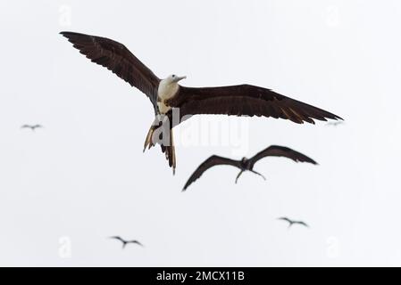 Magnifici fregatebirds (Fregata magnificens) in volo, Provincia di Manabi, Ecuador Foto Stock