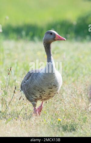 L'oca di Greylag (Anser anser), camminando su un prato verde, Meclemburgo-Pomerania occidentale, Germania Foto Stock