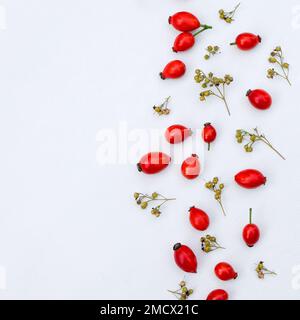 Sfondo floreale di fianchi di rosa rosso brillante con spazio copia Foto Stock