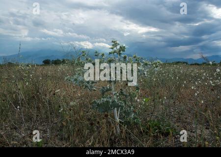 Una splendida vista sul grande Parco Nazionale del Monte Olimpo in Grecia Foto Stock