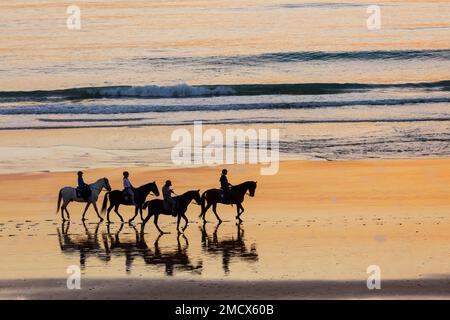 Cavalieri sulla spiaggia, cavalli, tramonto, silhouette, Chiclana de la Frontera, Costa de la Luz, Cadice, Andalusia, Spagna Foto Stock