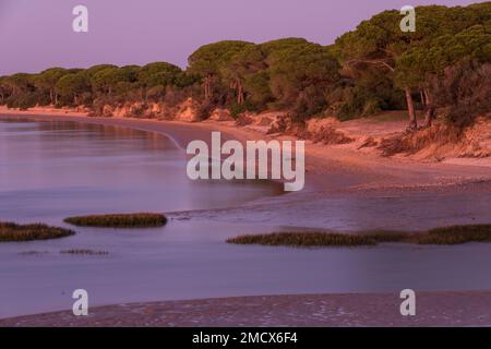 Parque natural de la Bahia de Cadice, alberi, pini, Rio San Pedro, Puerto Real, Costa de la Luz, Cadice, Andalucia, Spagna Foto Stock