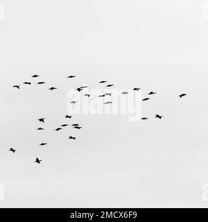 Bianco e nero, grandi cormorani (Phalacrocorax carbo) in volo, cormorani Rio San Pedro, Puerto Real, Costa de la Luz, Cadice, Andalusia, Spagna Foto Stock