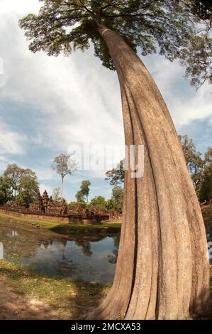 Albero da stagno, Banteay Srei, Angkor Wat Complex, Siem Riep, Cambogia Foto Stock