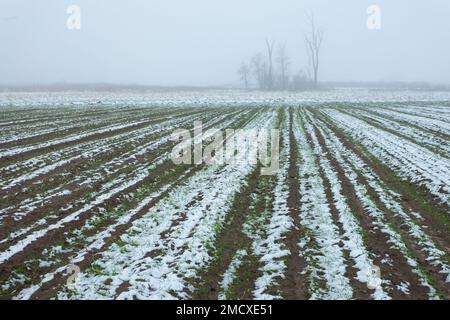 Campo rurale coperto di neve e alberi in nebbia, Polonia orientale Foto Stock