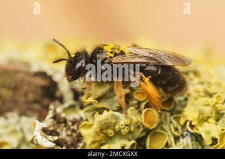 Primo piano naturale su un'ape solitaria Shaggy nera scura, Panurgus calcaratus seduto su legno coperto di lichene Foto Stock