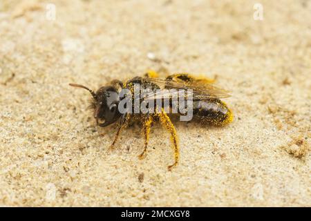 Particolare primo piano su un'ape Shaggy nera scura, Panurgus calcaratus, seduta su pietra Foto Stock