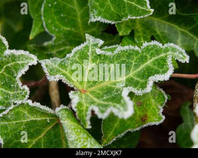 Foglie di Ivy delineate con brina di bue Foto Stock