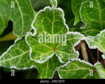 Foglie di Ivy delineate con brina di bue Foto Stock