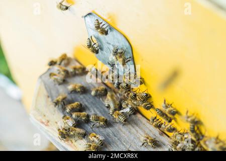 Dal beehive entrancebees ridotta. Il miele-bee colony ripari l'alveare dal saccheggio della melata. Le api tornare all'alveare dopo il honeyflow. Bee-g Foto Stock