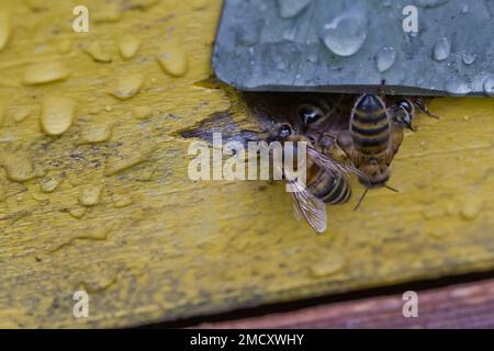 Dal beehive entrancebees ridotta. Il miele-bee colony ripari l'alveare dal saccheggio della melata. Le api tornare all'alveare dopo il honeyflow. Bee-g Foto Stock