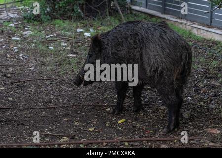 Cinghiale vagare nel cortile delle abitazioni nella città di Haifa, Israele Foto Stock