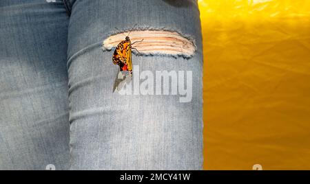 farfalla monarch che atterra sulla mia gamba indossando jeans strappati Foto Stock