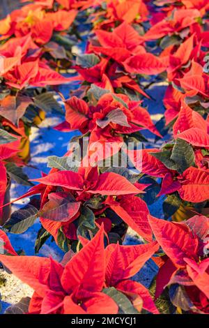 Casa di vetro coltivare poinsettia chirstmas stelle piante con luce blu LED durante il periodo invernale che stimola la crescita come luce naturale. Foto Stock