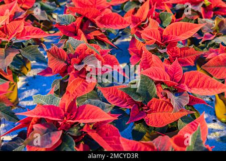 Casa di vetro coltivare poinsettia chirstmas stelle piante con luce blu LED durante il periodo invernale che stimola la crescita come luce naturale. Foto Stock