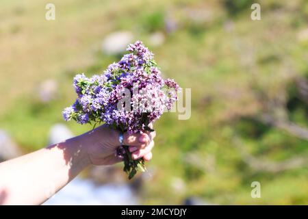 Bouquet di erbe selvatiche di montagna timo e origano. Mano con bouquet su fondo naturale. Foto Stock