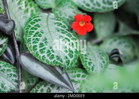 Begonia o Begonia non Stop Mocca o Begonia maculata, Begonia maculata Wightii pianta Foto Stock