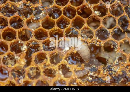 Waxworms, larve di bruco di falene di cera, su cera d'api danneggiata, telaio con falena di cera. Foto Stock