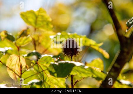 Seme di puberula di Allamanda in un giardino a Rio de Janeiro. Foto Stock