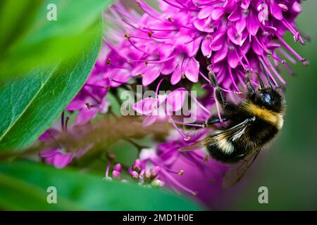 Ape raccolta polline da un fiore giardino. Foto Stock