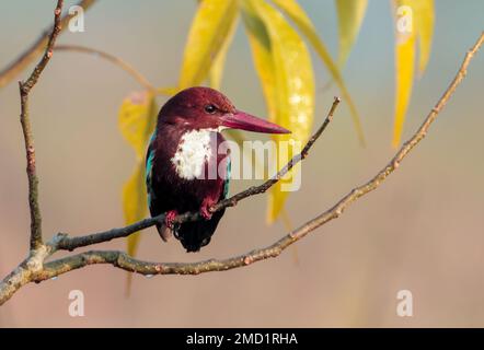 Bella Kingfisher dalla gola bianca arroccata su un albero. Questa foto è stata scattata dal Bangladesh. Foto Stock