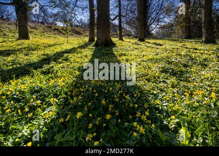 Celandina minore (Ficaria verna) a Woodland, vicino a Northwich, Cheshire, Inghilterra, Regno Unito Foto Stock
