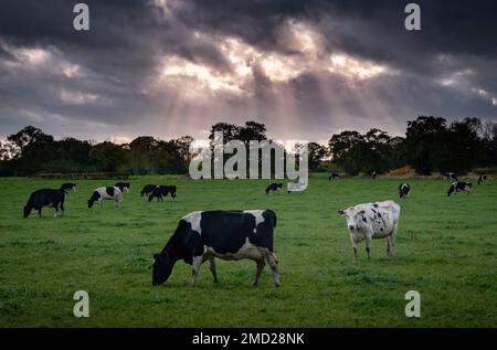 Mandria di mucche frisone, vicino a Swettenham, Cheshire, Inghilterra, Regno Unito Foto Stock