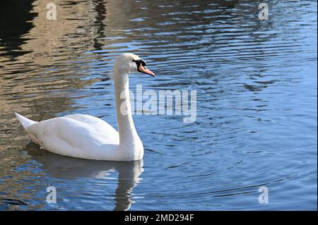 Mute Swan ( Cygnus olor ), River Cray, Foots Cray Meadows, Sidcup, Kent. REGNO UNITO Foto Stock