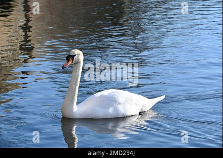 Mute Swan ( Cygnus olor ), River Cray, Foots Cray Meadows, Sidcup, Kent. REGNO UNITO Foto Stock