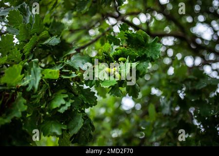 Giovani ghiande verdi su un albero quercia. Frutta di quercia con foglie fresche nel parco. Foto Stock