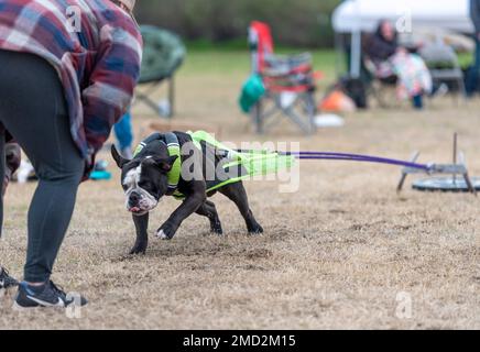 Il bulldog inglese Olde trascina una slitta di peso ad un evento Foto Stock