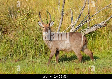 Allerta il maschio di Waterbuck (Kobus ellissiprymnus) in habitat naturale, Sudafrica Foto Stock