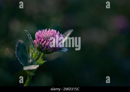 Il fiore del trifoglio di dewy è illuminato dal sole all'alba, regione di Mosca, Russia Foto Stock