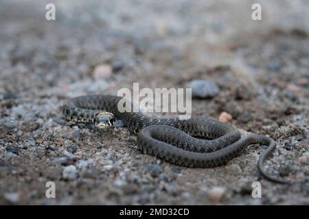 Un serpente d'erba sta strisciando sul terreno, Mosca, Russia Foto Stock