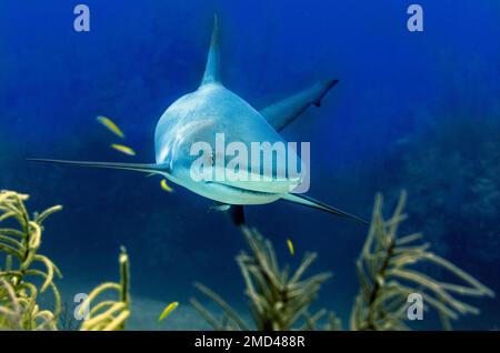 Un'immagine di un singolo squalo toro che nuota in acqua. Foto Stock