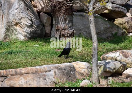 Australian Raven (Corvus coronoides) alla ricerca di cibo a Sydney, NSW, Australia (Foto di Tara Chand Malhotra) Foto Stock