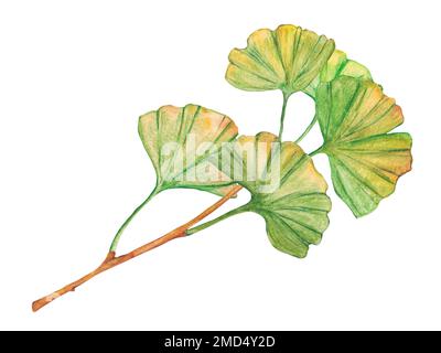 Foglie di ginkgo acquerello isolate su sfondo bianco. Foto Stock