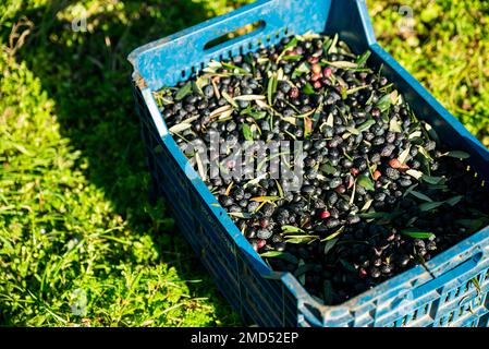 cesto di olive raccolte , raccolta di olive fresche e confezionate in scatole di plastica. Foto di alta qualità Foto Stock