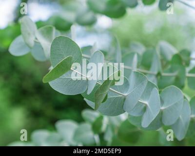 Primo piano della pianta di Eucalipto all'aperto. Evergreen argento dollaro gum foglie e ramo. Crescere e curare in giardino Foto Stock