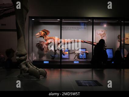 Vienna, Austria, 2019 dicembre: Interno del Museo di Storia Naturale (Naturhistorisches Museum). Modello di Deinonychus Foto Stock